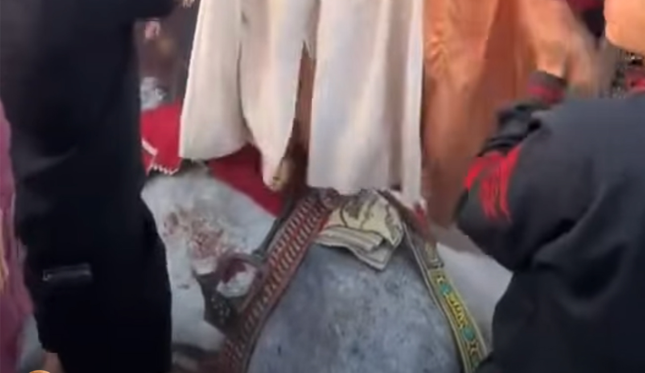 Maltraitance animale lors d’un mariage : 15 jours de prison...