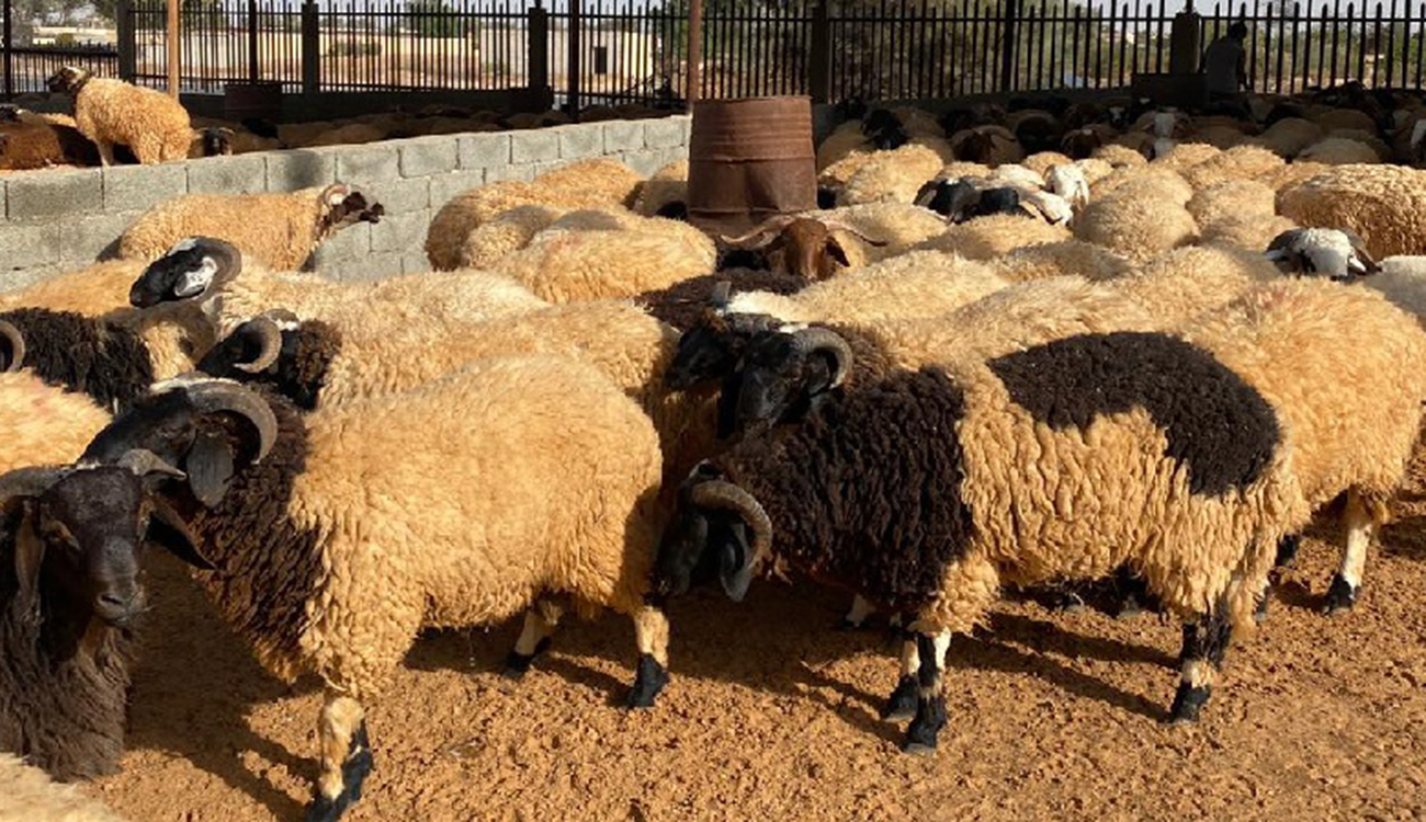 Mouton et viandes rouges : Assez de mesures ponctuelles