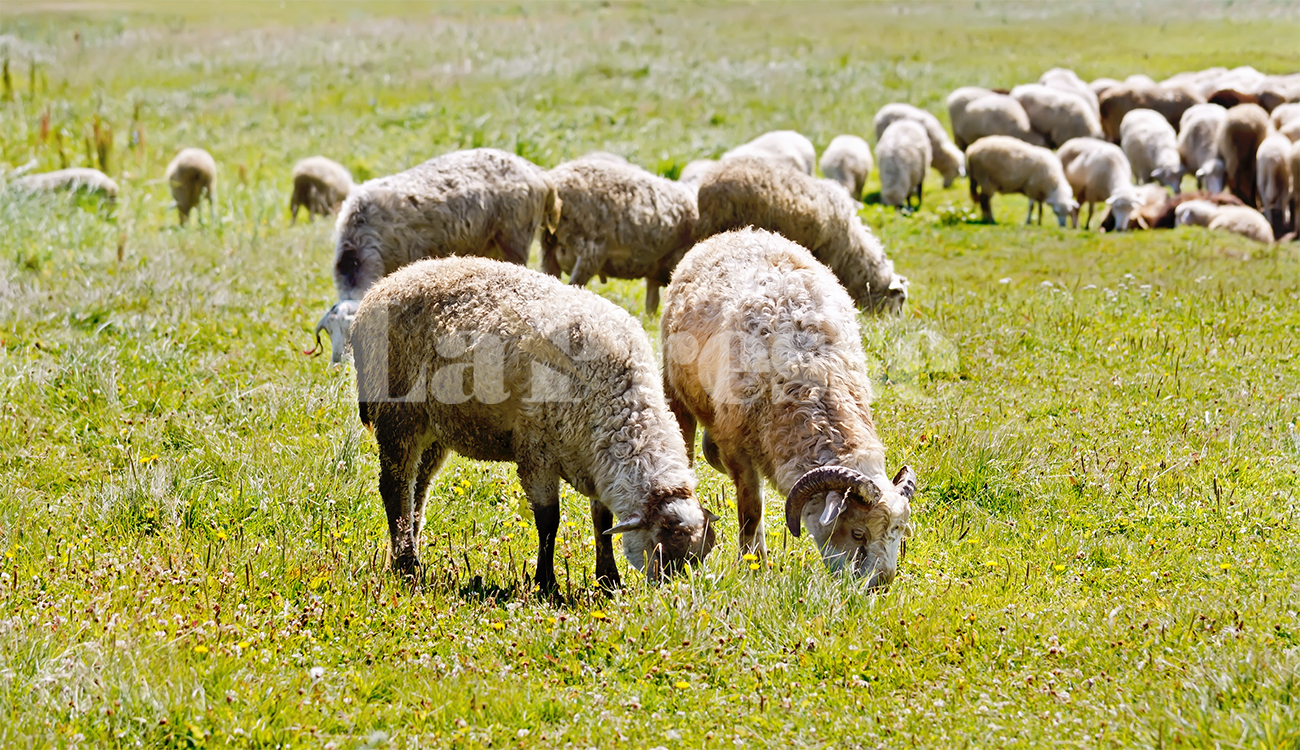 Aïd el Adha : pourquoi les moutons coûteront plus chers...