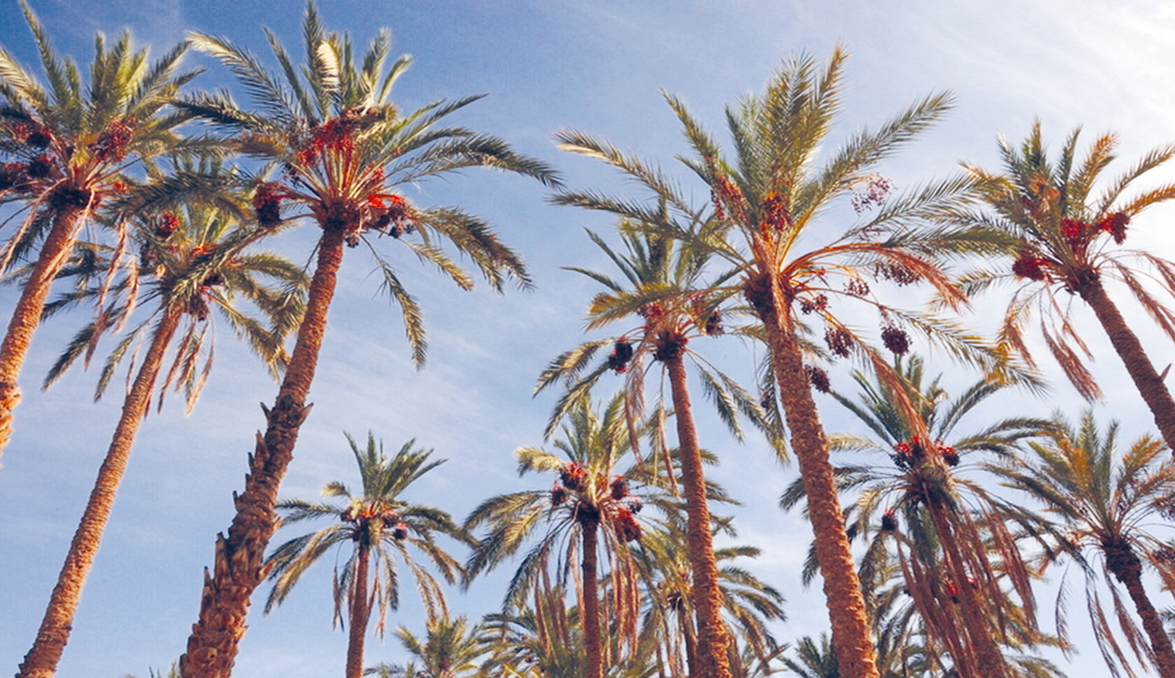 Tozeur – Bois de Palmier : De l’âme du Djérid...