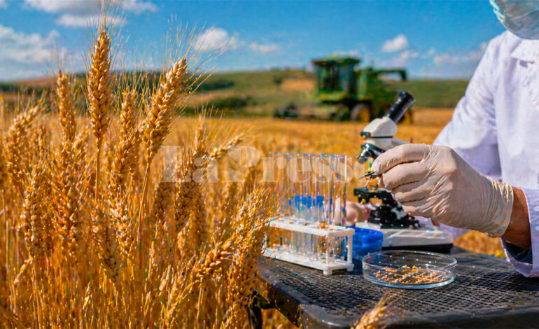 Blé dur : des chercheurs tunisiens réalisent une avancée génétique majeure