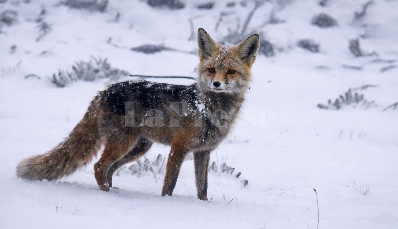 Tunisie : un renard filmé dans la neige à Makthar...