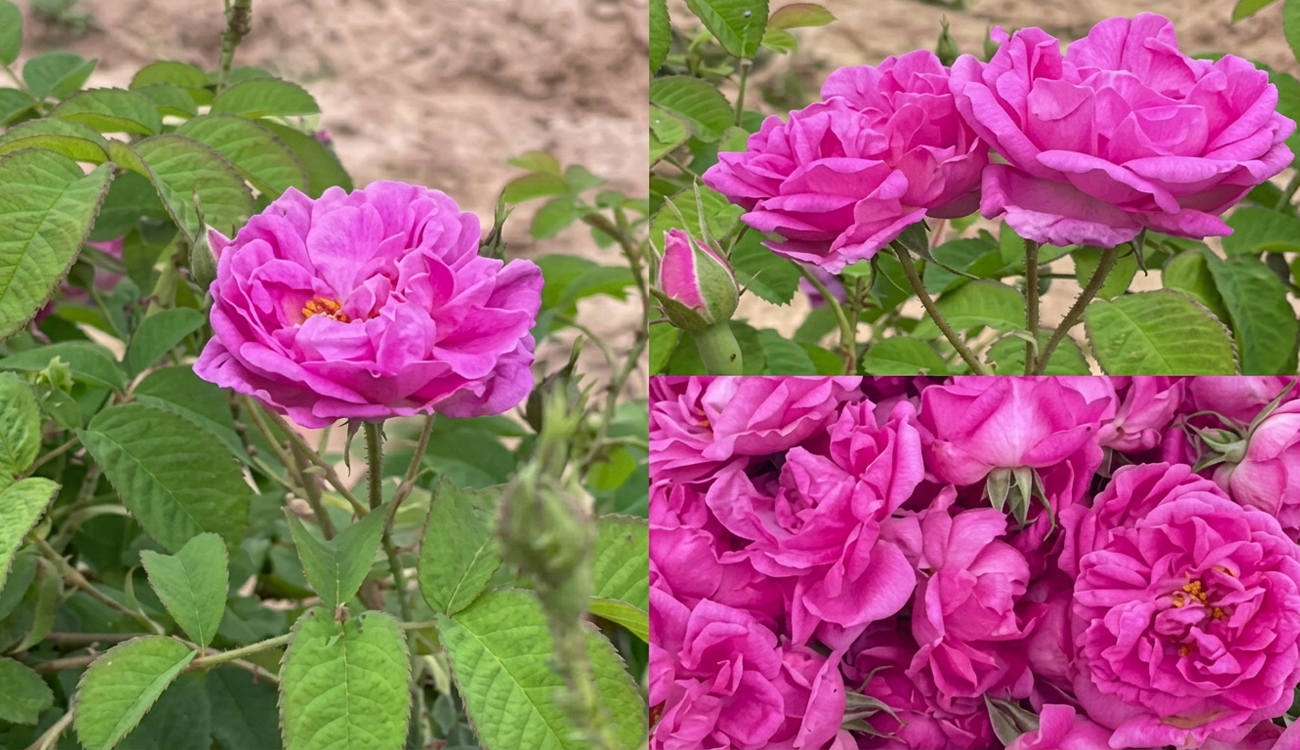 60 % à l’export : la rose tunisienne s’impose sur...