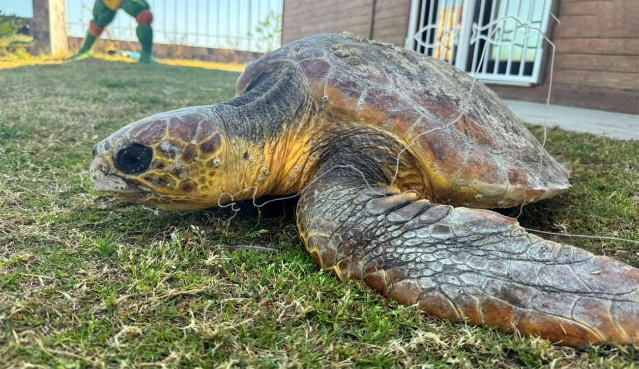 Monastir : une tortue caouanne sauvée in extremis en mer