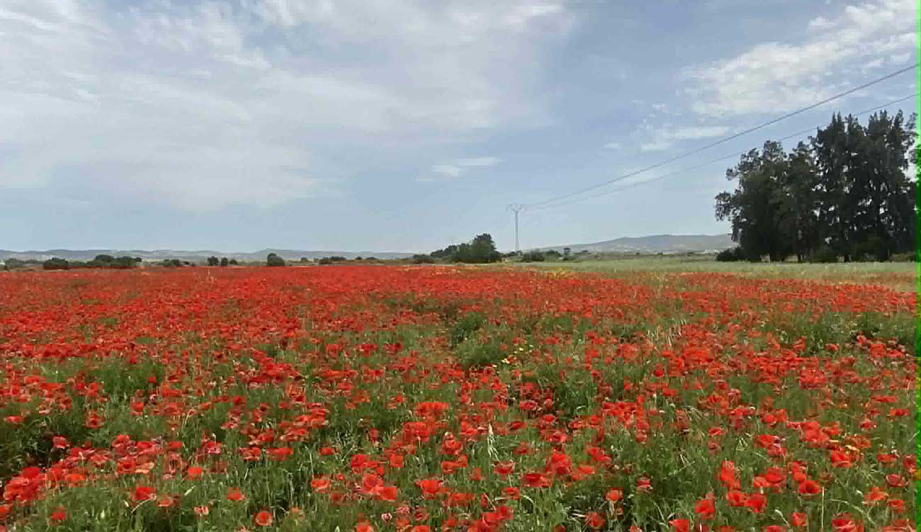 Coquelicots : le retour d’une fleur, le réveil d’un écosystème