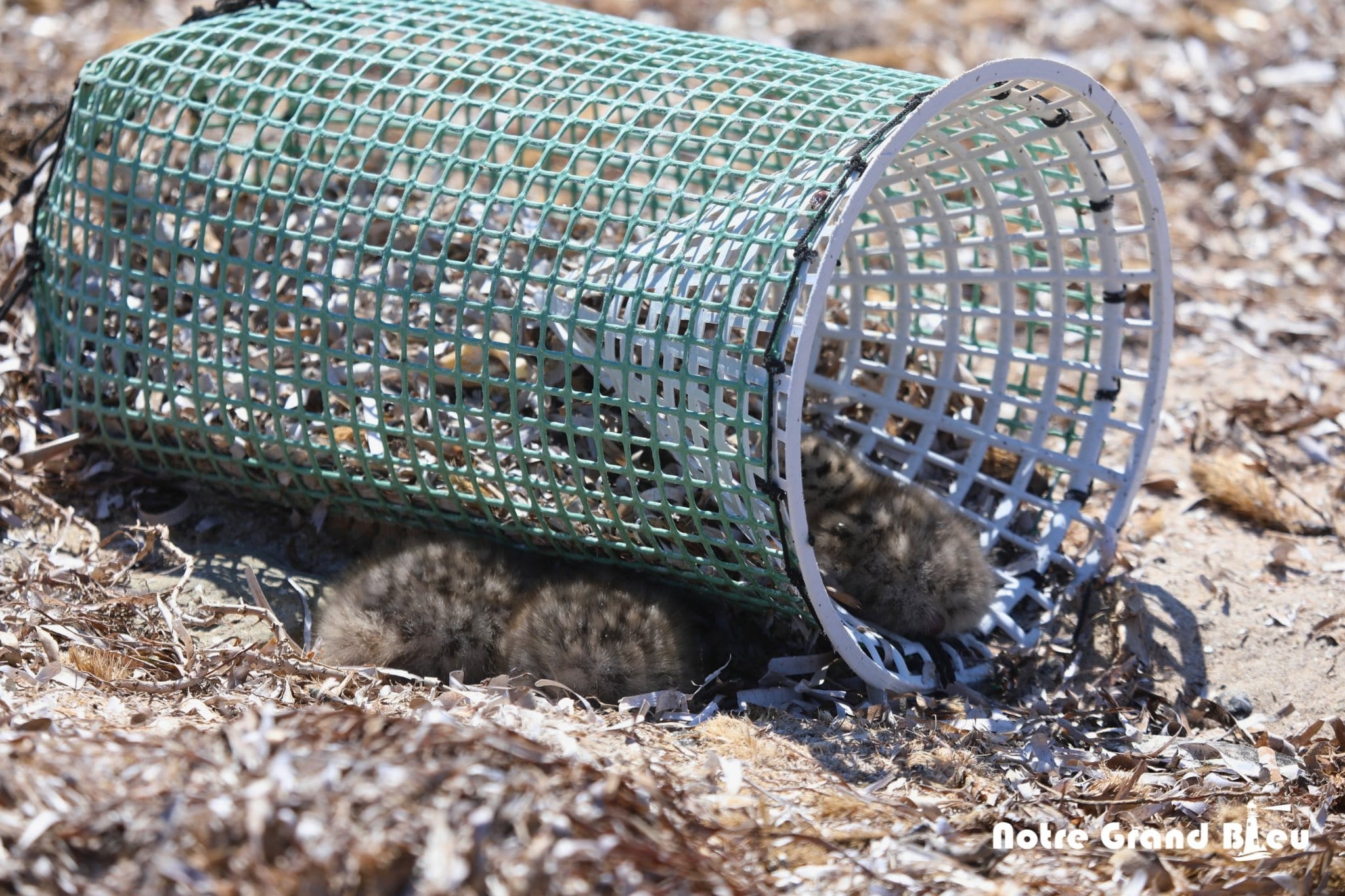 Îles Kuriat : alerte écologique après la découverte de poussins...