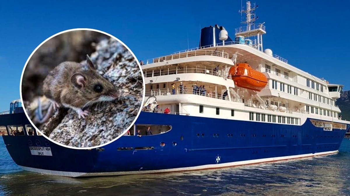 Virus Hanta : hausse des contaminations à bord du navire
