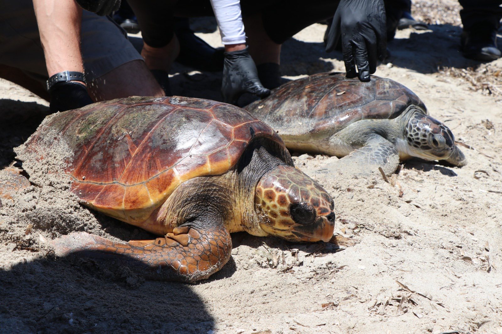 Journée mondiale de la biodiversité : deux tortues marines relâchées...