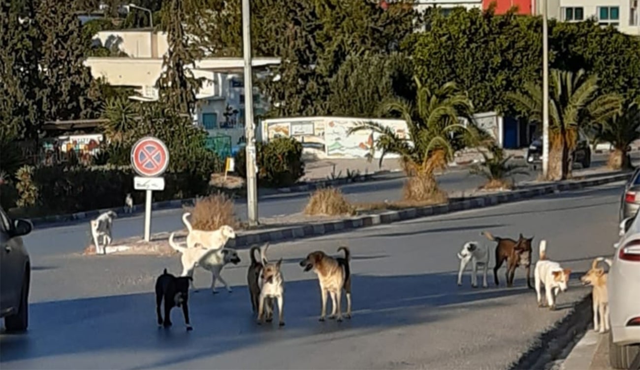 Chiens errants : Maîtriser la reproduction savamment et durablement