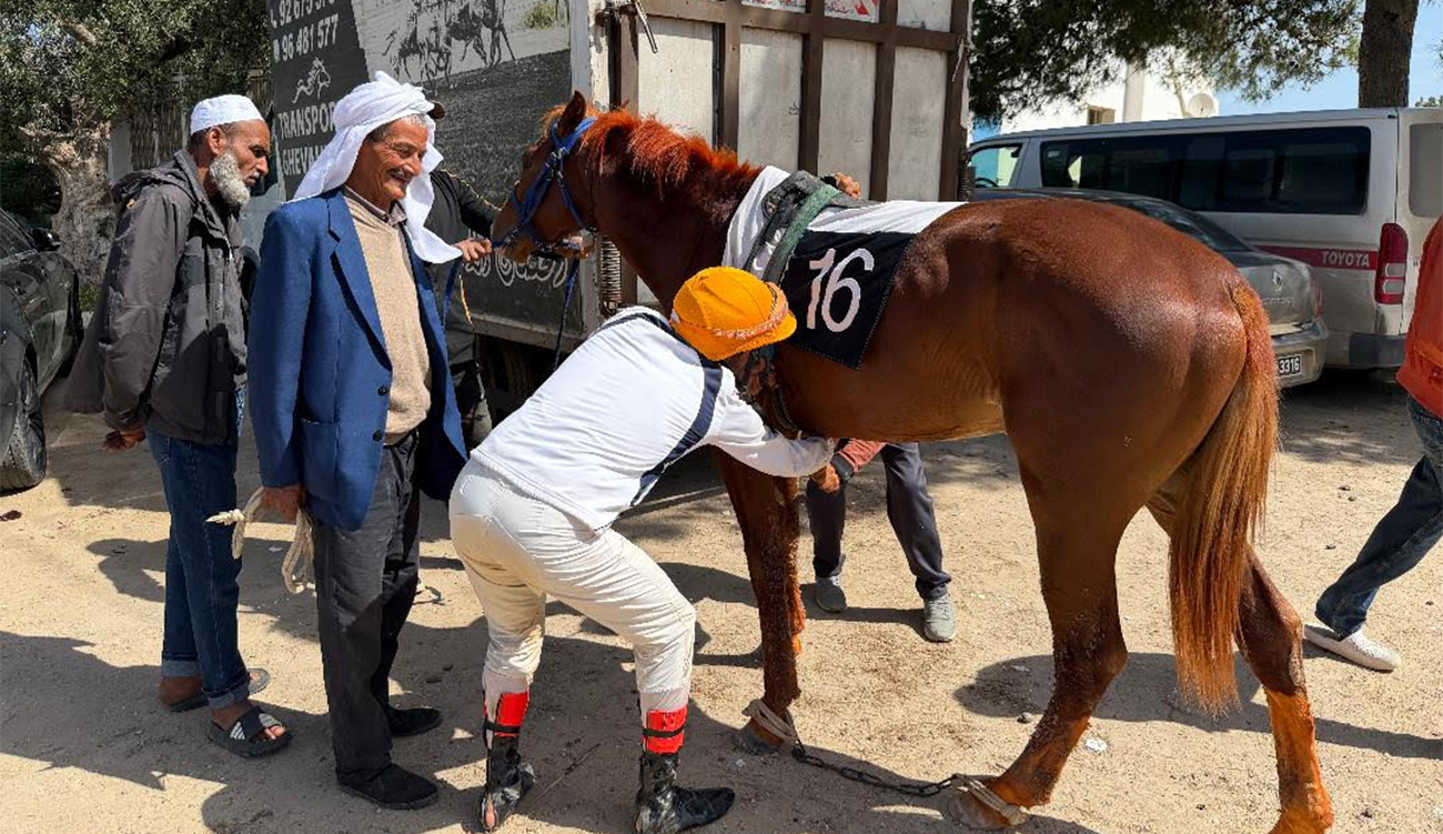 Kairouan-Sidi Amor-Bouhajla – Élevage équestre : Le galop d’un patrimoine...