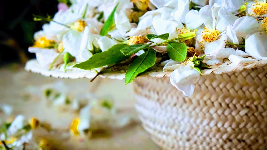 Festival de l&rsquo;Eglantine à Zaghouan: un voyage coloré et sensoriel...
