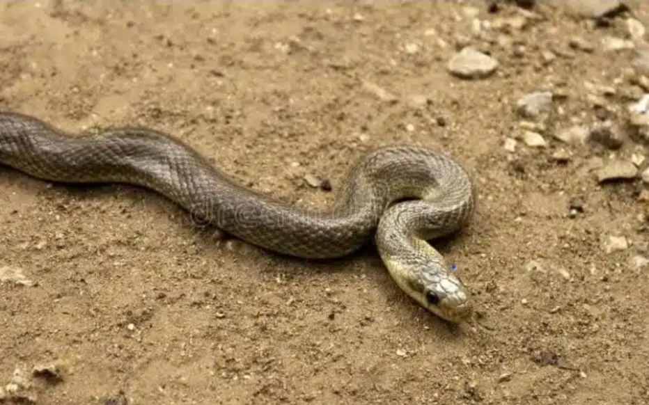 Pourquoi voit-on plus de serpents ? Un expert alerte…