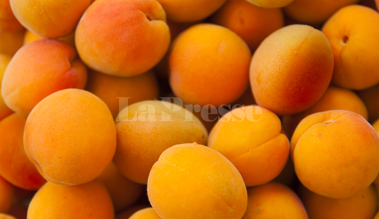Tunisie : le prix des abricots quadruplé malgré une production...