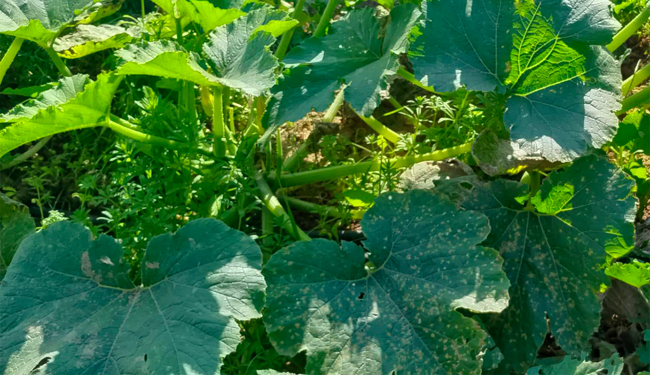 Le ministère de l&rsquo;Agriculture met en garde contre la propagation...