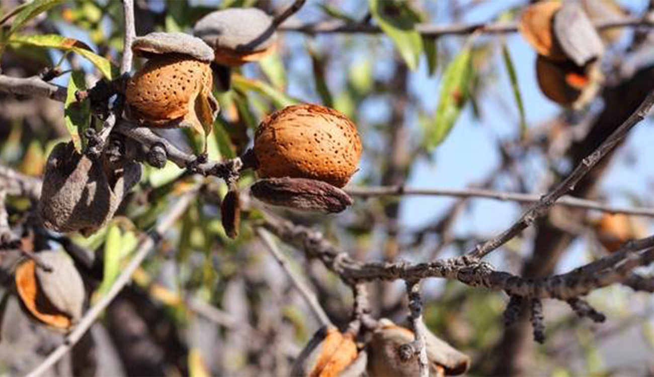 Nos amandes : Une richesse galvaudée