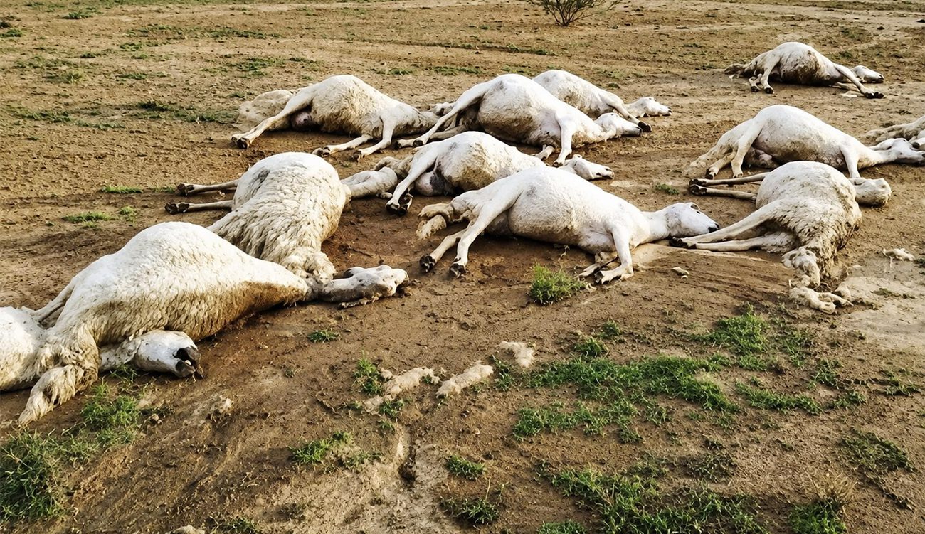 Nabeul : découverte de 10 carcasses de moutons sur la...