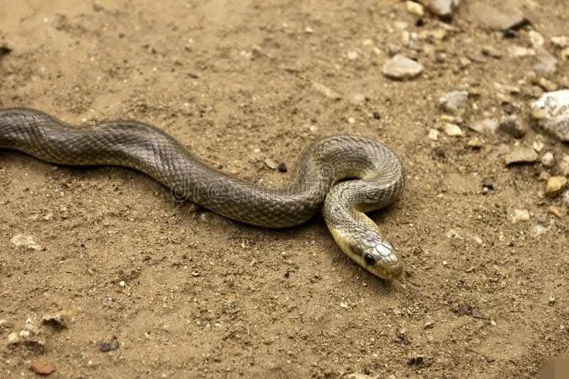 Tunisie : apparition d’un serpent géant à proximité d’une école