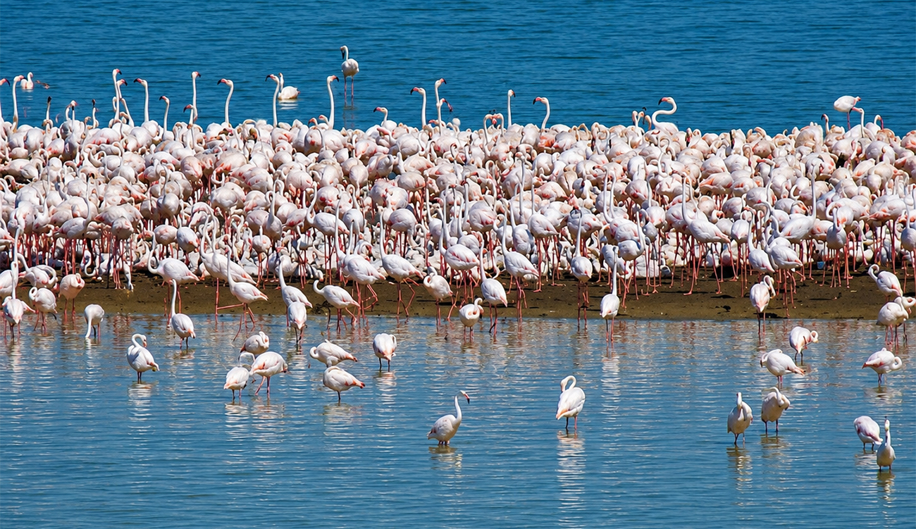 Lac d’Ichkeul : la nidification du flamant rose observée pour...