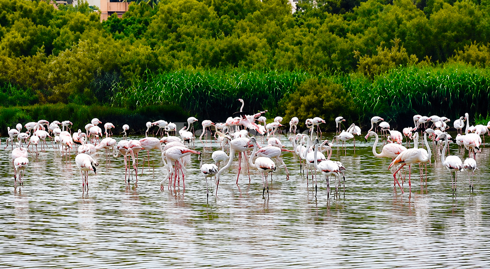 Lagune de Kelibia : après plusieurs années d&rsquo;absence, les flamants...