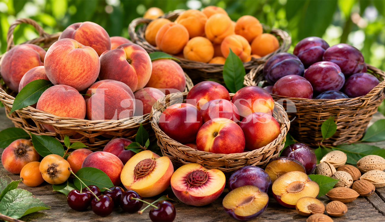 Fruits à noyau: une production en hausse de 4.6% malgré...