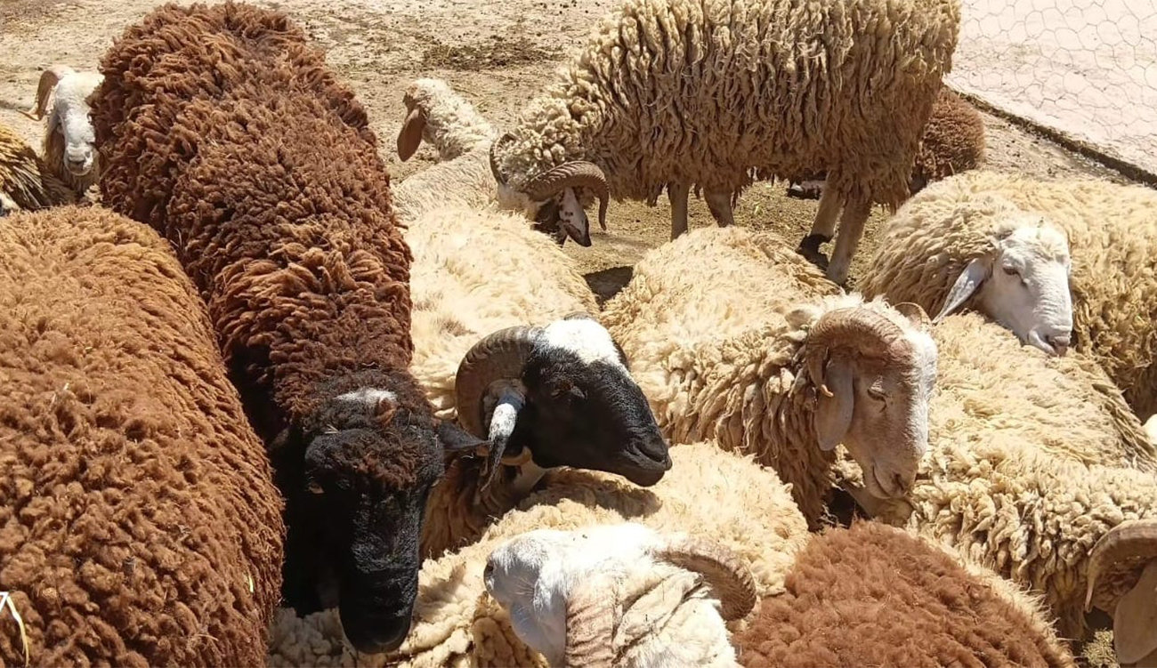 Mouton de l’Aïd el-Idha : Pas de compromis !