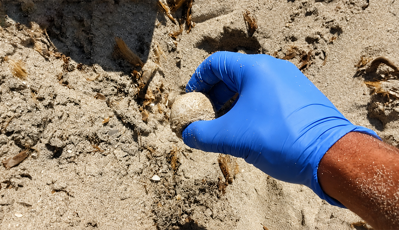 Tunisie : premier nid de tortue caouanne de la saison...