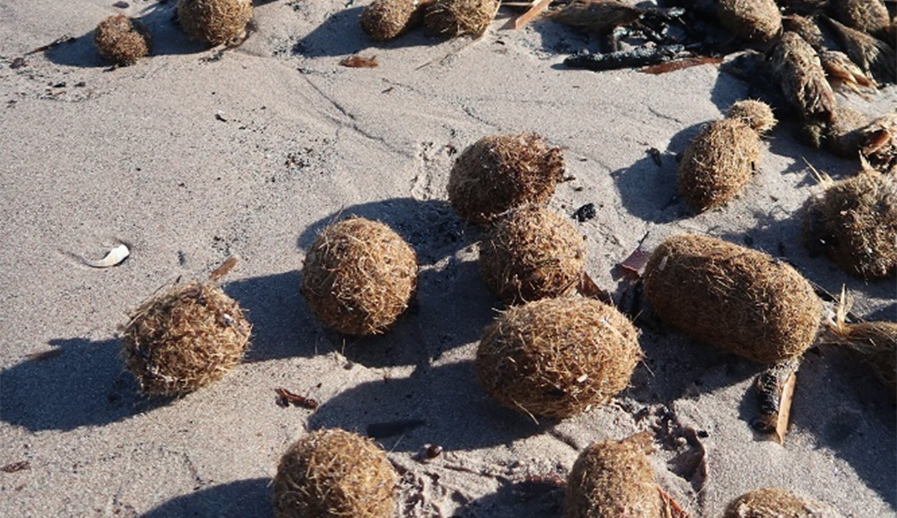 Accumulation de posidonies sur les plages de Nabeul : la...