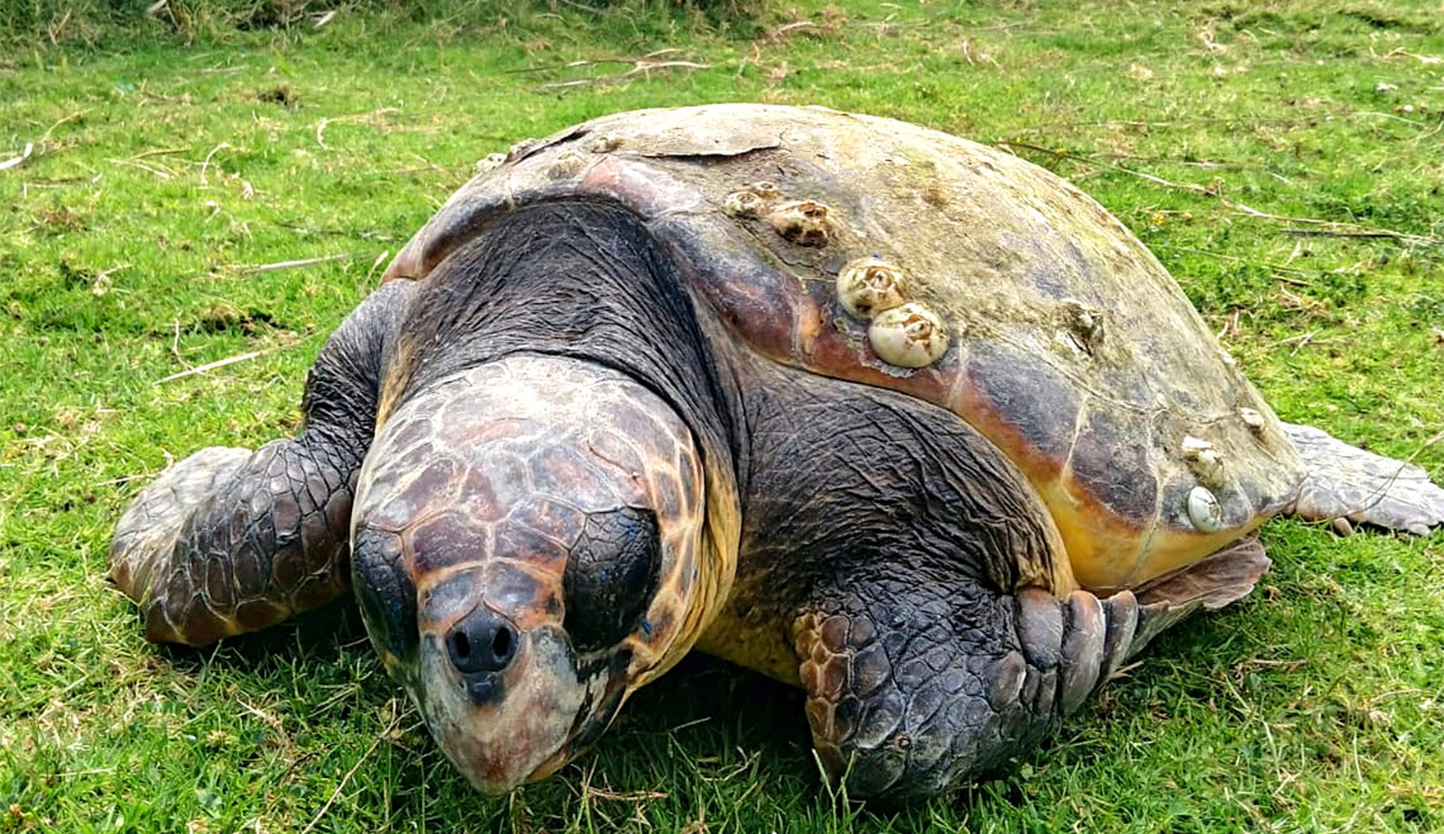 Sauvetage d’une tortue caouanne dans le golfe de Monastir