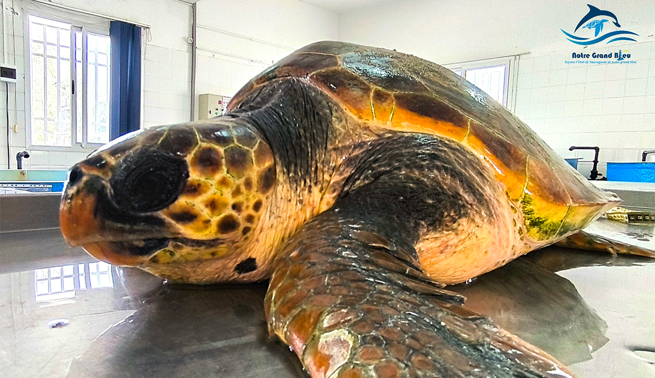 Monastir : « Esra », une tortue marine sauvée des...