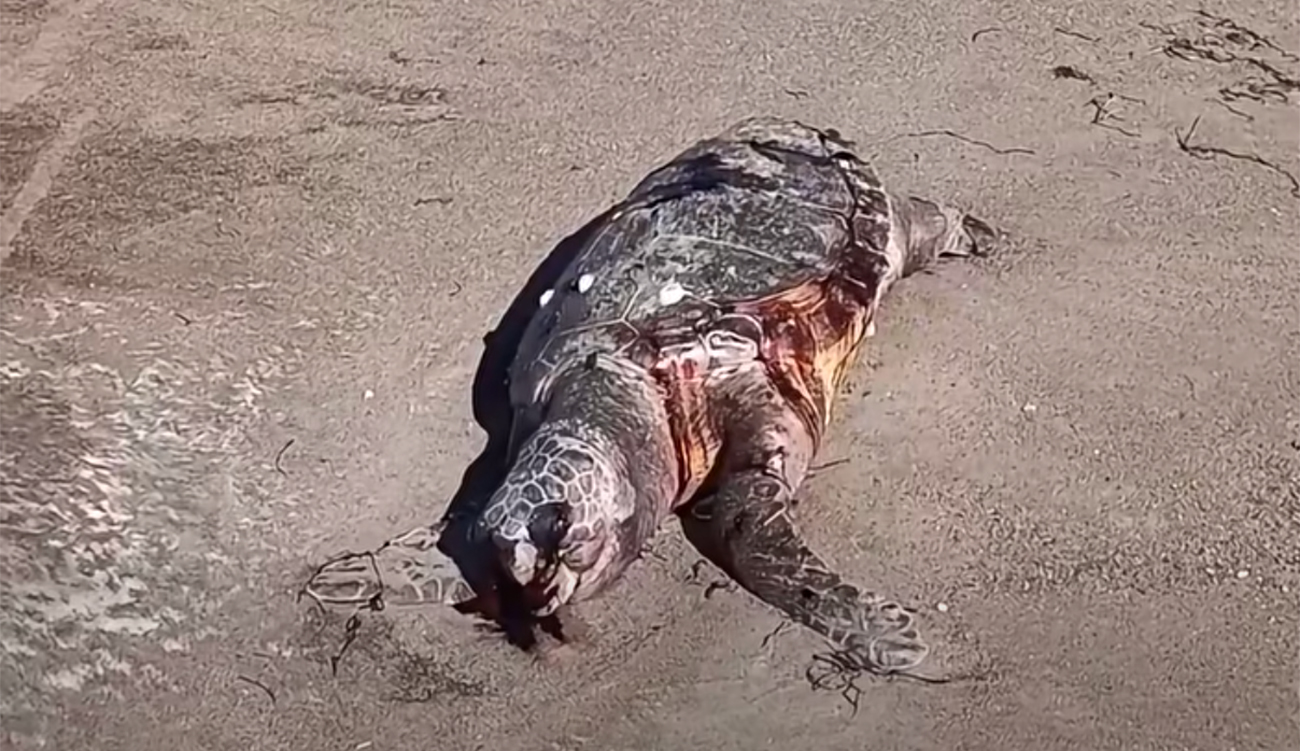Des tortues marines retrouvées mortes en série à Gabes :...