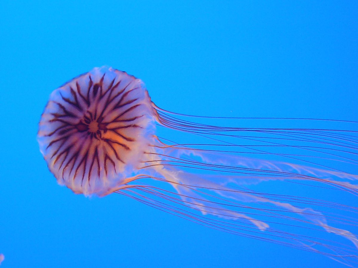 Apparition rare de la méduse boussole sur les côtes tunisiennes