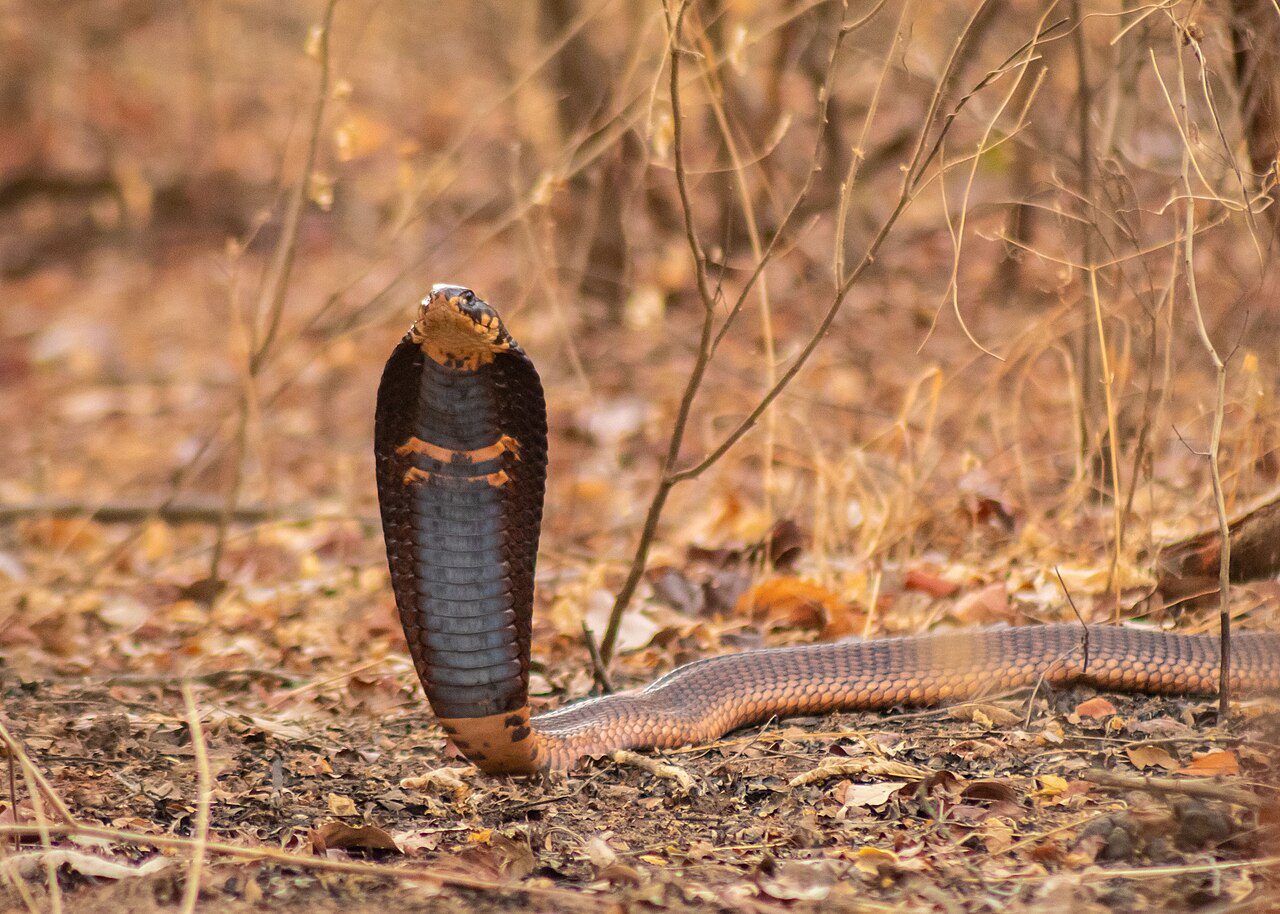 Cobra égyptien en Tunisie : un venin capable de tuer...