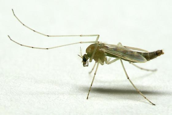 “Ce ne sont pas des moustiques” : la Santé explique...