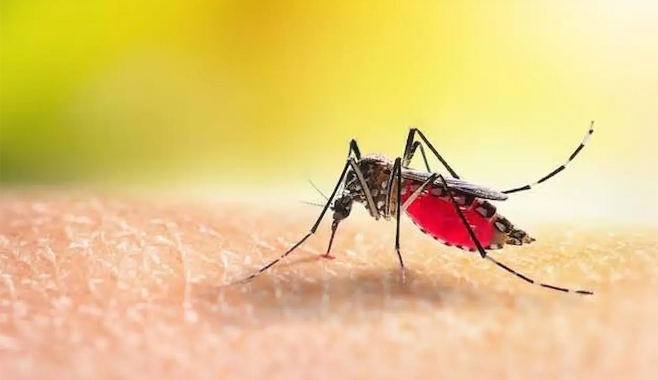 Les moustiques : Thermo-guidés nuisibles, voire agressifs