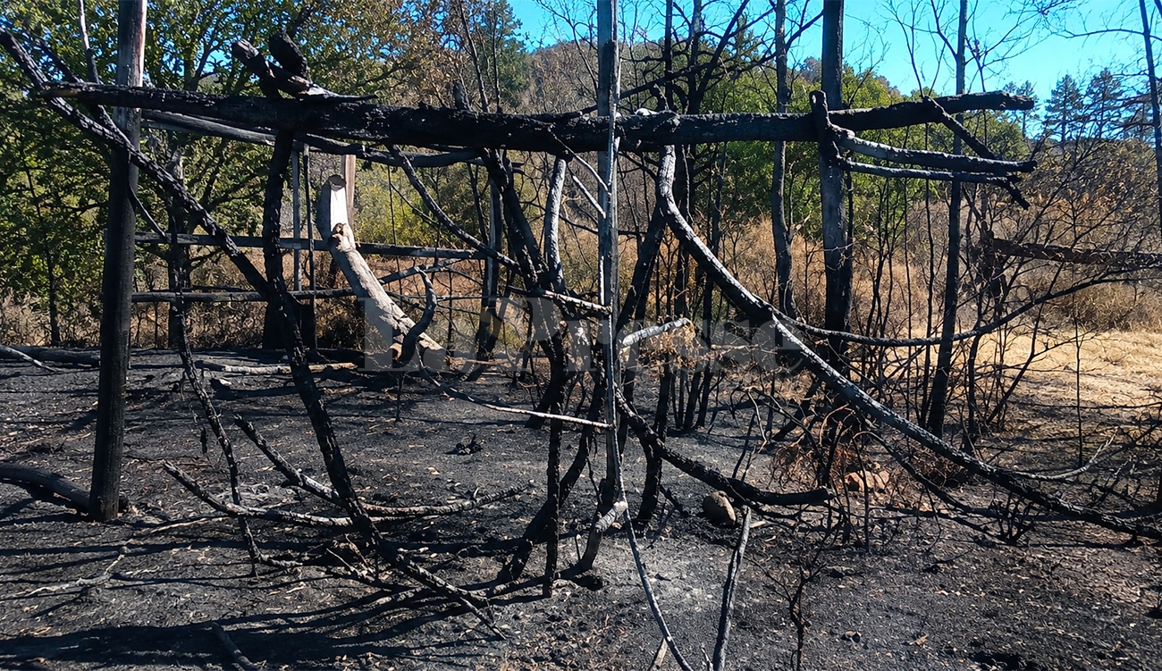Aïn Draham : plusieurs animaux ont péri dans l&rsquo;incendie qui...