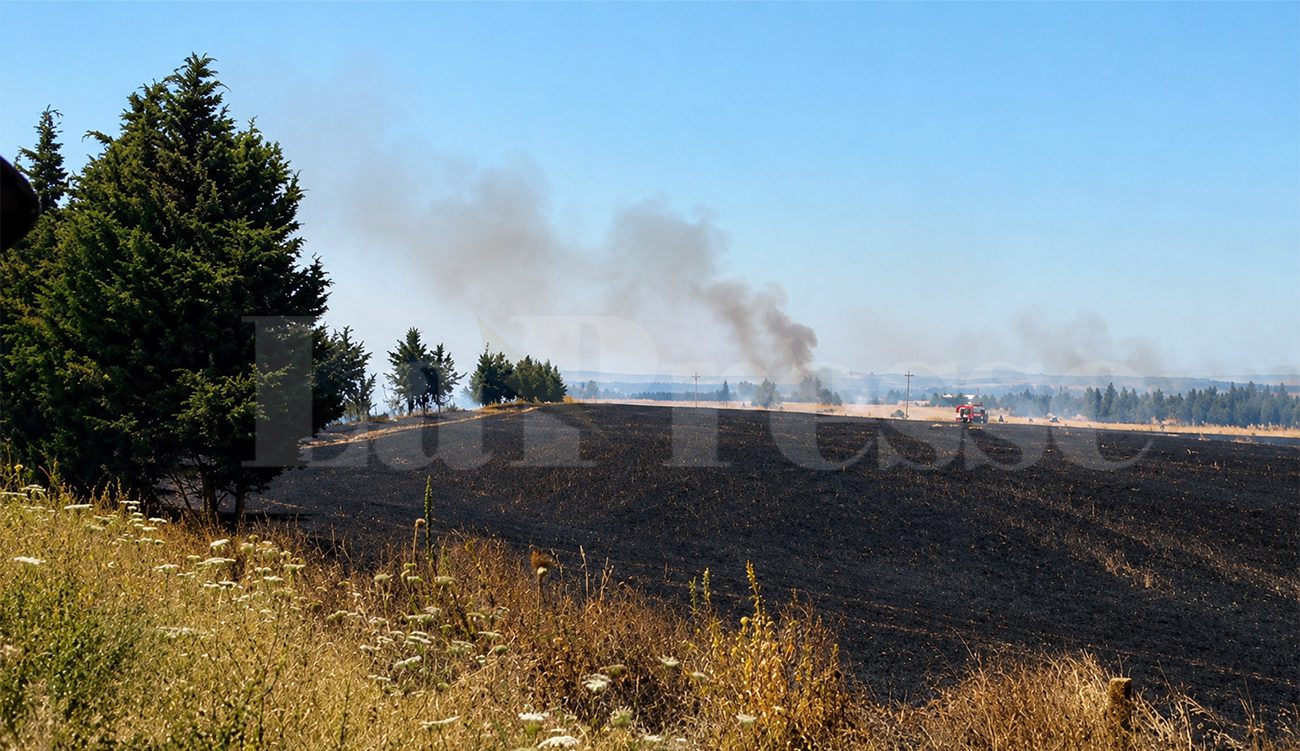 Tunisie : un incendie ravage près de 3 hectares de...