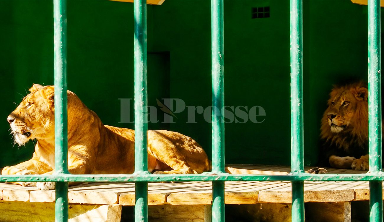 Sfax : des crocodiles et un couple de lions nouveaux...