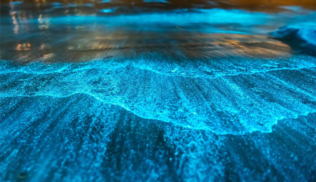 Pourquoi la mer brille-t-elle en bleu en Tunisie ?