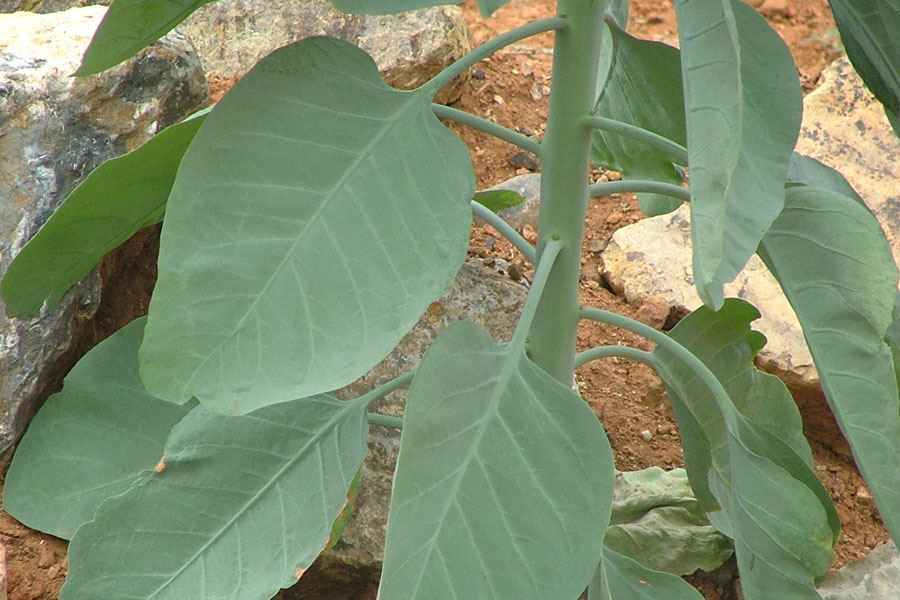 Sidi Bouzid : une plante sauvage toxique derrière l’intoxication familiale
