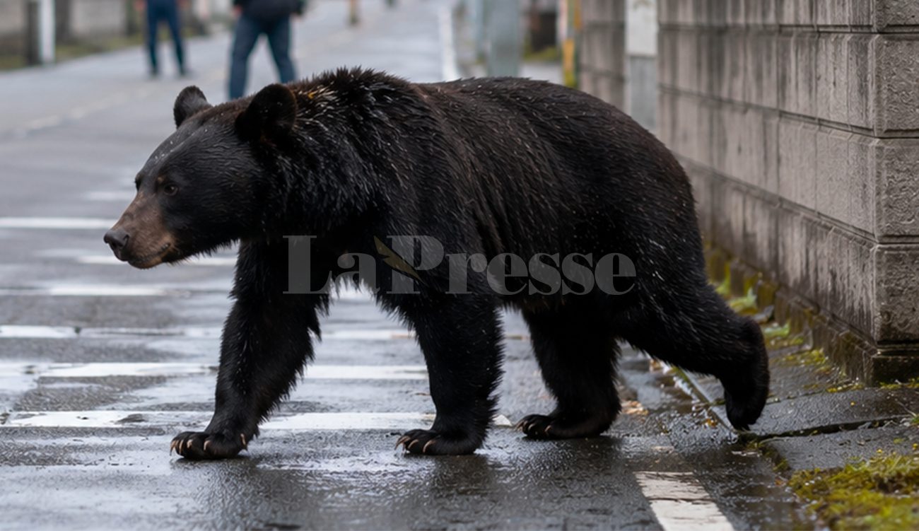 Alerte à l’ours au Japon : 94 écoles fermées à...