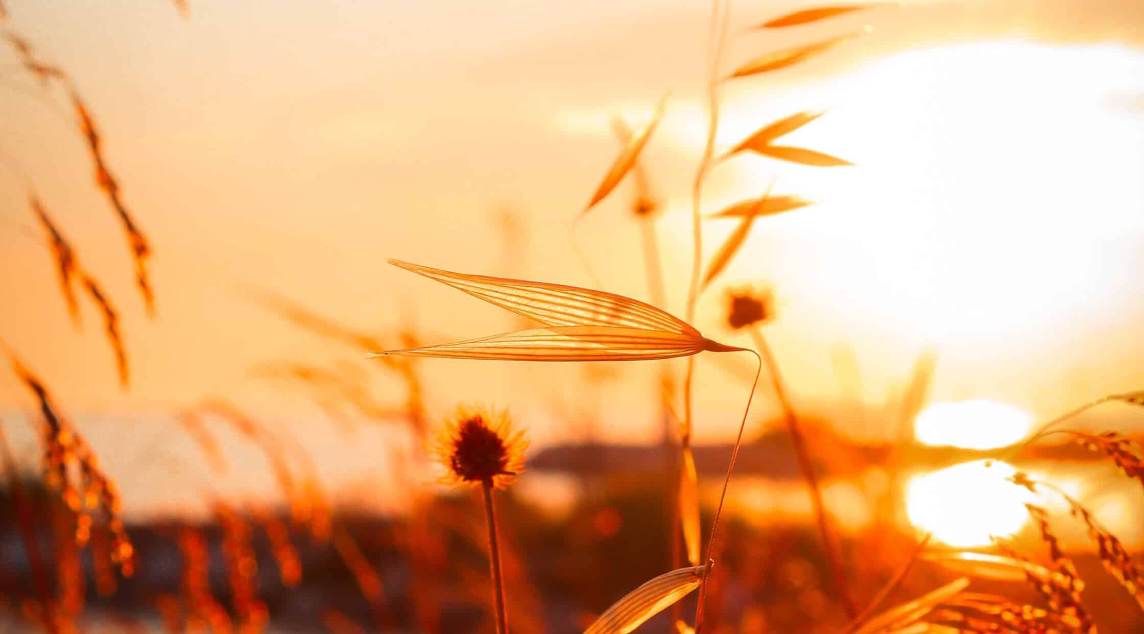Chaleur et grand soleil au rendez-vous en Tunisie ce mardi