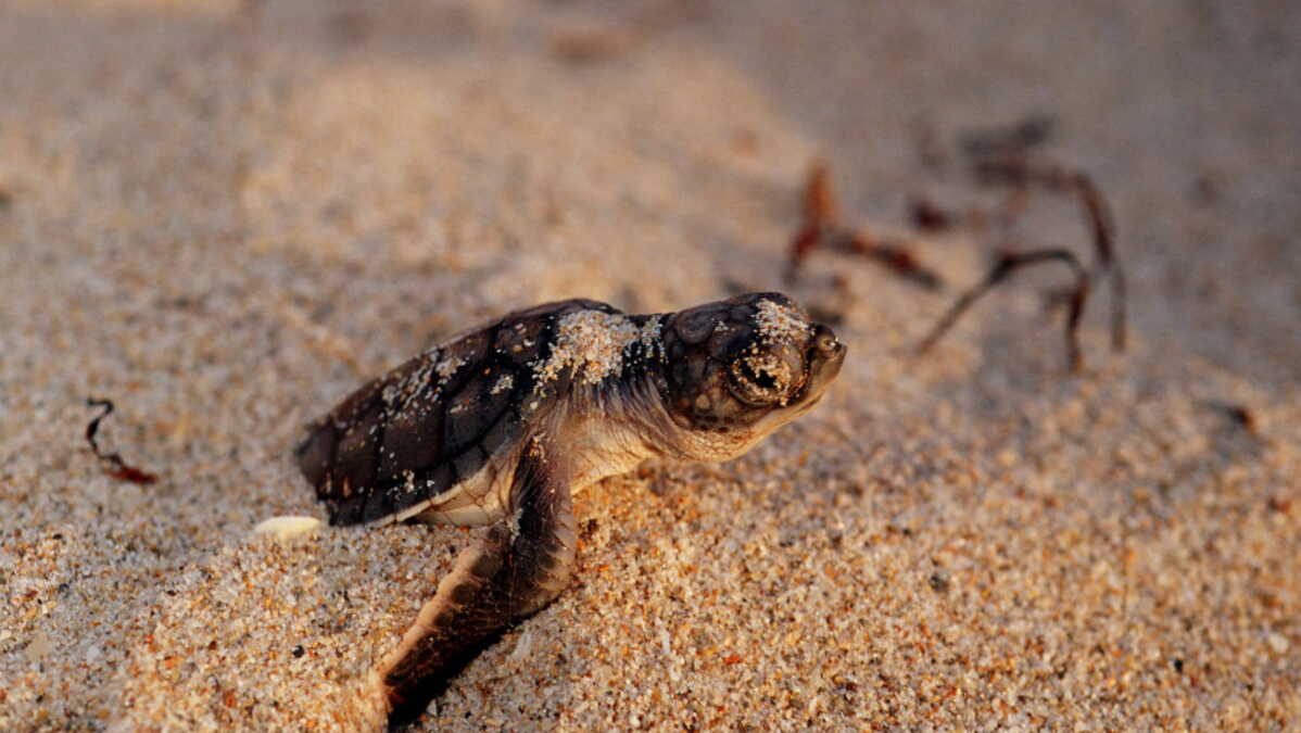 La saison de ponte des tortues marines débute sur les...