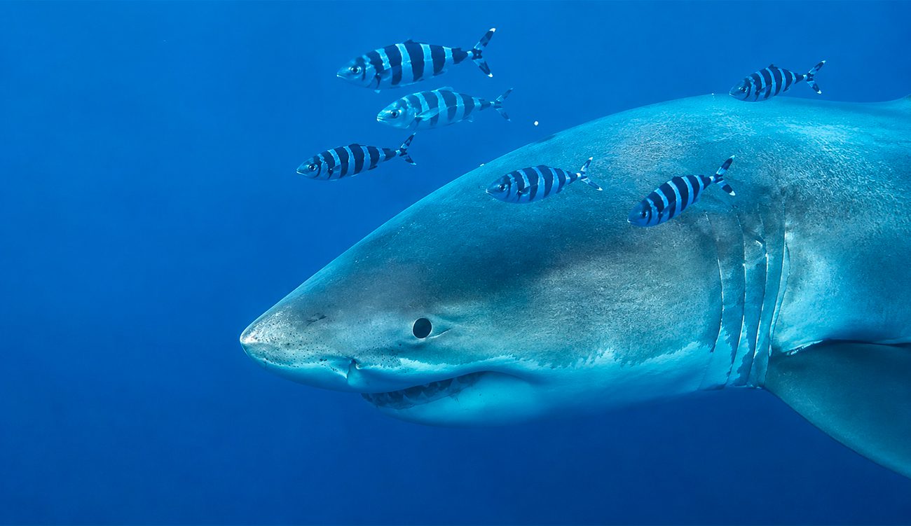 Un grand requin blanc observé entre la Sicile et Tunis...