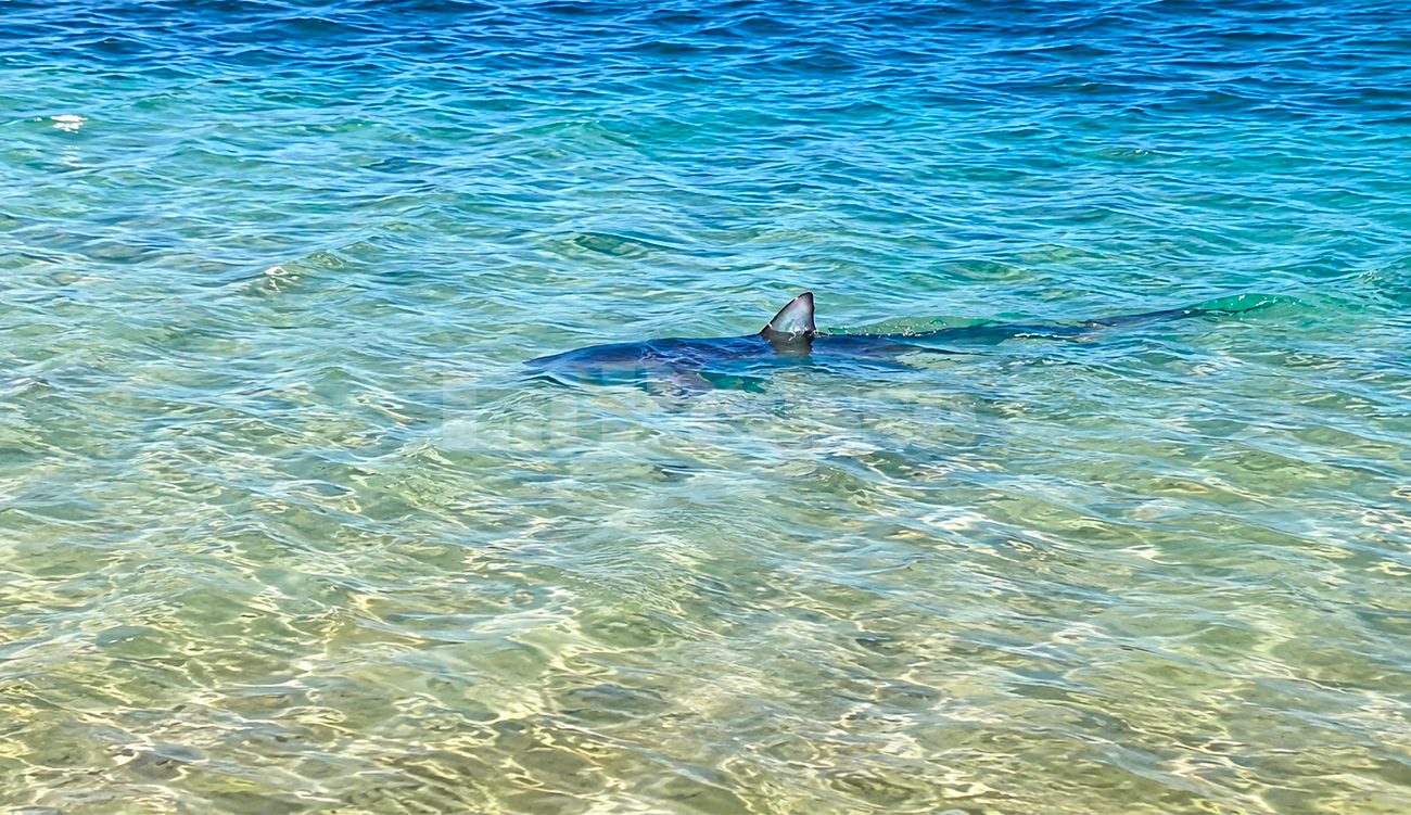 Des requins bleus aperçus près des côtes tunisiennes : faut-il...