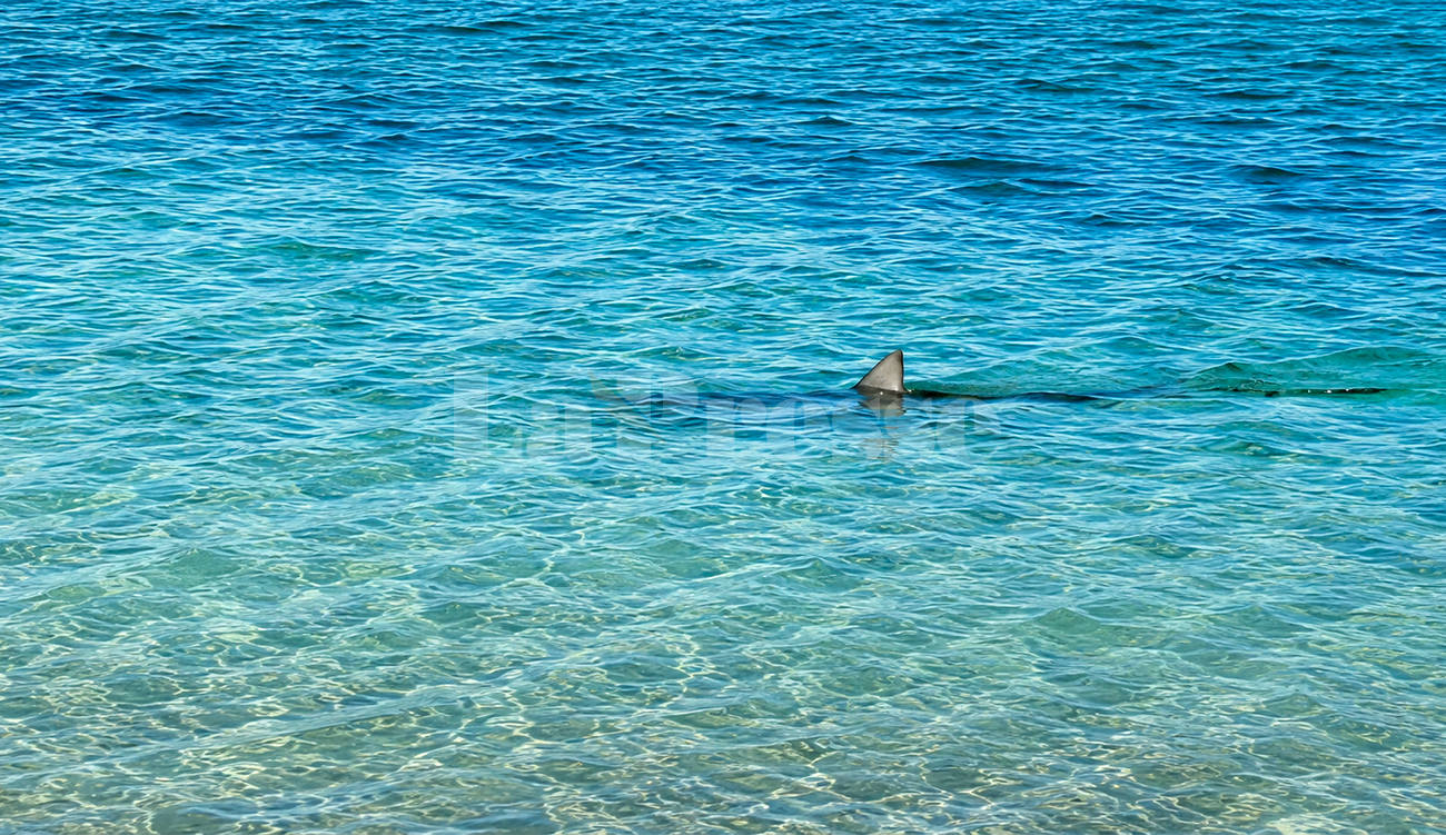 Requin au large de Menzel Temime : la vérité derrière...