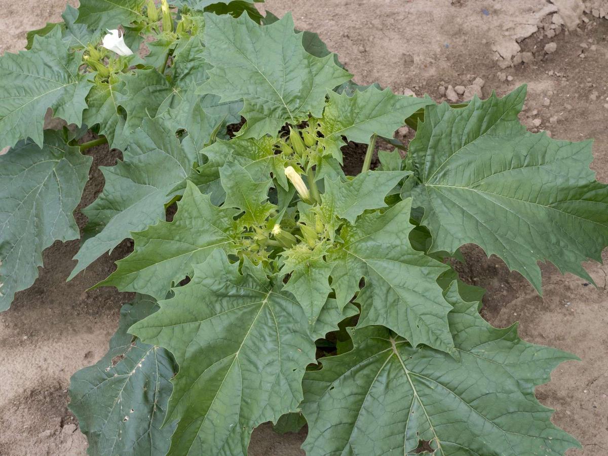 Plantes sauvages toxiques : un expert alerte après l&rsquo;intoxication alimentaire...
