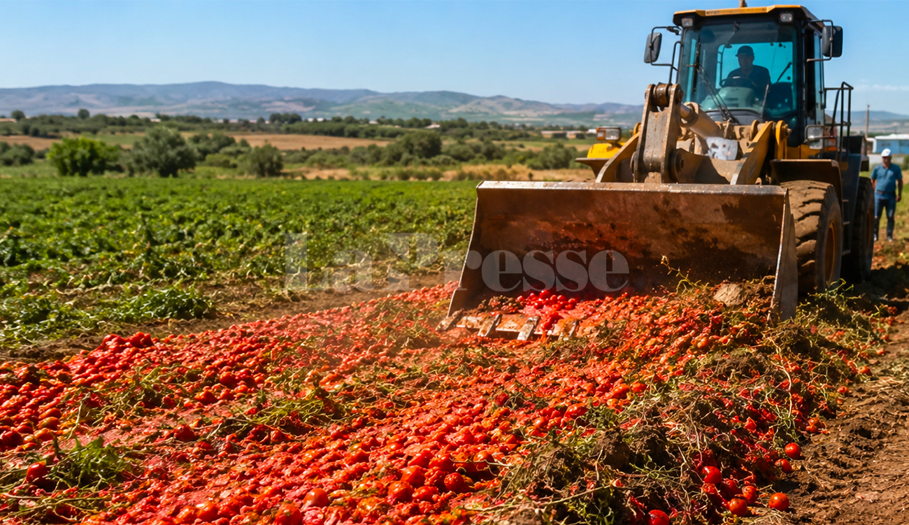 Manouba : des tomates contaminées aux eaux usées entièrement détruites