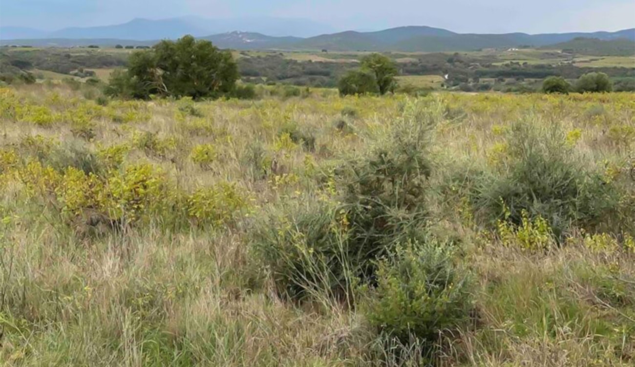 Agriculture : Les cultures ancestrales tunisiennes sont-elles en danger ?