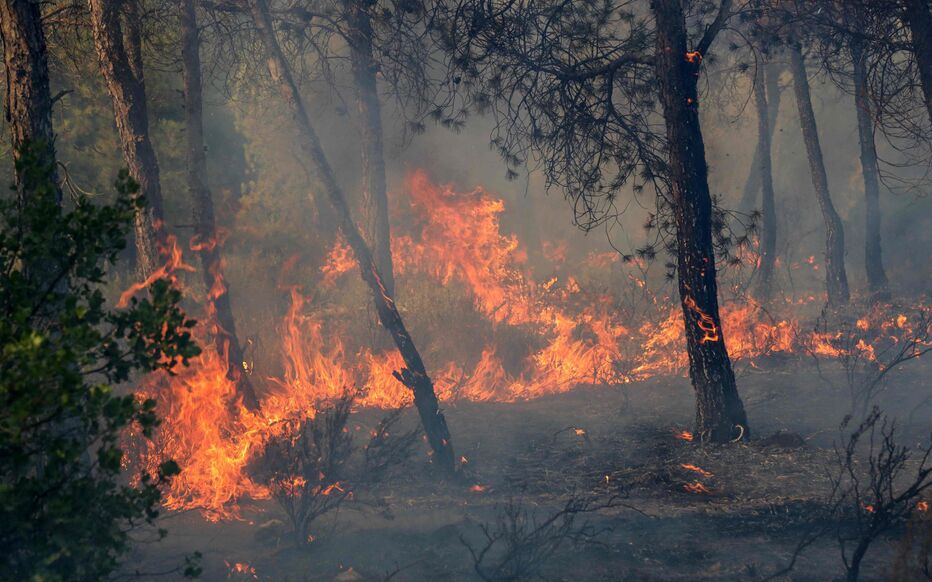 Feux de forêts et de récoltes en Algérie: 141 foyers éteints en 24 heures