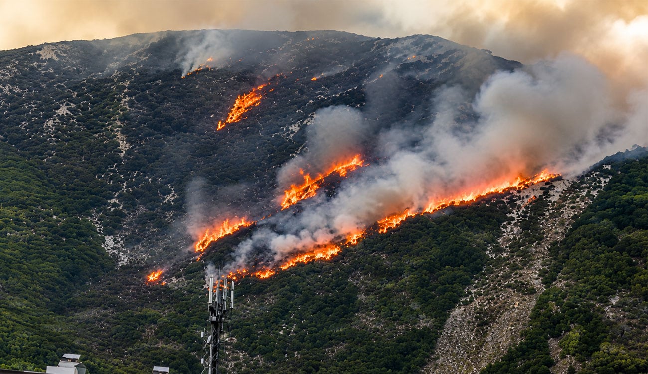 Forêts incendiés en Tunisie : jusqu’à 80 ans pour se régénérer
